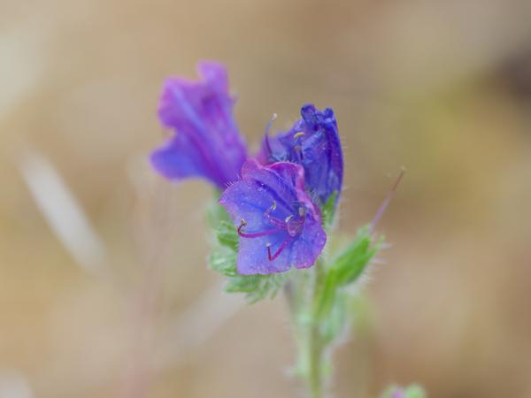 <h3><a href="/trips/extramadura/biota/plantae/tracheophyta/magnoliopsida/boraginales/boraginaceae/echium plantagineum/echium plantagineum-nl.html">Echium&nbsp;plantagineum</a> / Purple&nbsp;viper's‑bugloss / Weegbreeslangenkruid</h3>OM-1 Mark II met OLYMPUS M.150-400mm F4.5, 1/2000 sec  bij F4.5, ISO 5000, afstand 2.09&nbsp;m